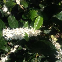 Pennine Green Coffee Guatemala Finca La Florida - Sierrra De Las Minas Pacamara Washed Arabica (1kg)