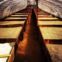 Pennine Green Coffee Guatemala Finca La Florida - Sierrra De Las Minas Pacamara Washed Arabica (1kg)