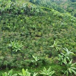 Pennine Rwanda Baho Intsinzi Natural Arabica Green Coffee Beans (1kg)