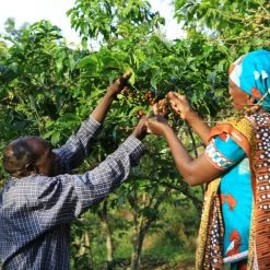 Pennine Rwanda Baho Intsinzi Natural Arabica Green Coffee Beans (1kg)