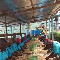 Pennine Rwanda Baho Intsinzi Natural Arabica Green Coffee Beans (1kg)