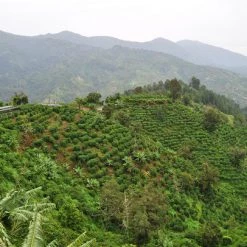 Pennine Jamaican Blue Mountain Grade 1 Arabica Green Coffee Beans (1kg