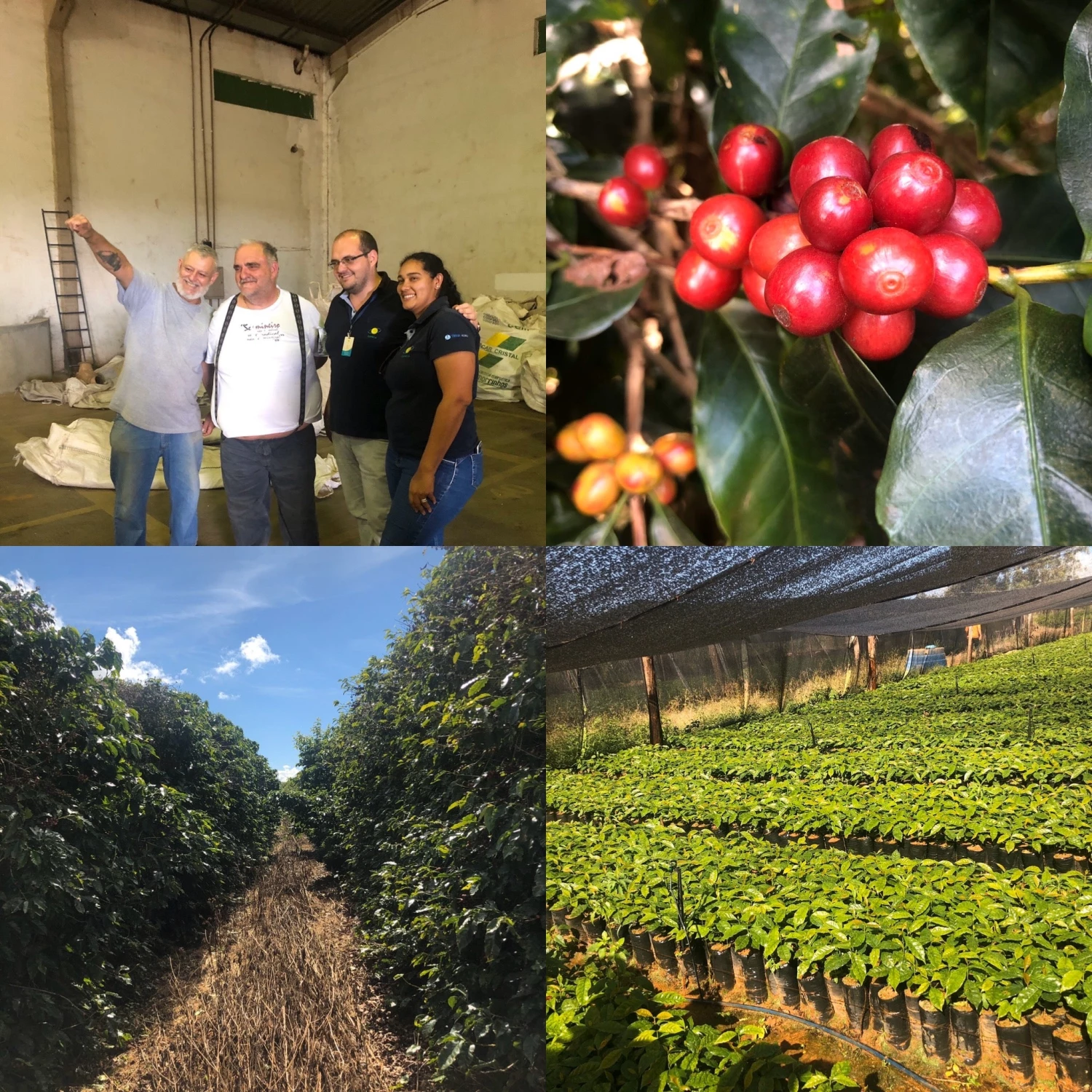 Pennine Brazil Peaberry Fazenda Inhame Arabica Green Coffee Beans (1kg) 5 Pennine Brazil Peaberry Fazenda Inhame Arabica Green Coffee Beans (1kg)