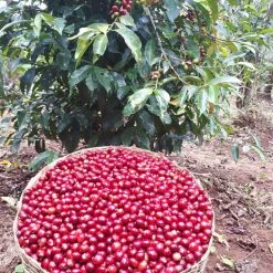 Pennine Ethiopian Yirgacheffe Natural Tadese Teko Arabica Green Coffee Beans (1kg)