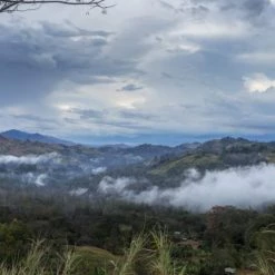 Pennine Papua New Guinea Peaberry Arabica Green Coffee Beans (1kg) 19 Pennine Papua New Guinea Peaberry Arabica Green Coffee Beans (1kg)