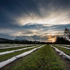 Pennine Papua New Guinea Peaberry Arabica Green Coffee Beans (1kg) 21 Pennine Papua New Guinea Peaberry Arabica Green Coffee Beans (1kg)