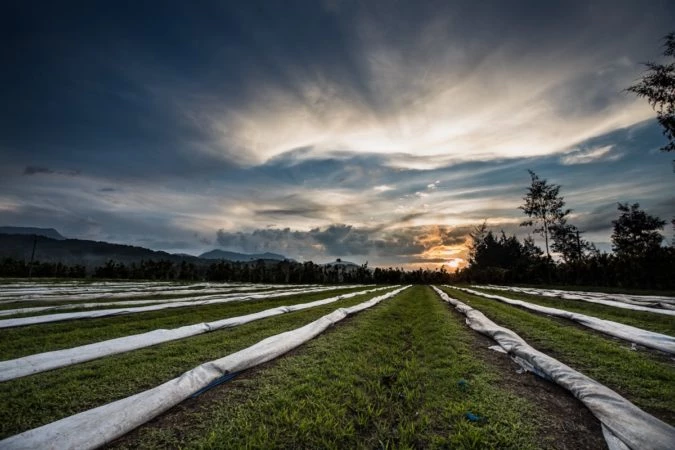 Pennine Papua New Guinea Peaberry Arabica Green Coffee Beans (1kg) 12 Pennine Papua New Guinea Peaberry Arabica Green Coffee Beans (1kg)