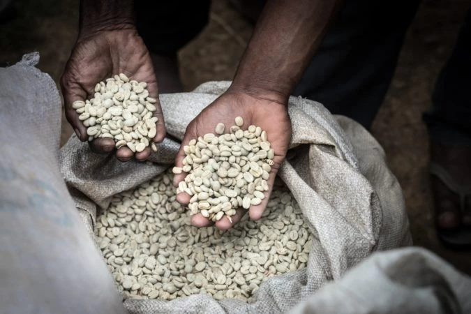 Pennine Papua New Guinea Peaberry Arabica Green Coffee Beans (1kg) 11 Pennine Papua New Guinea Peaberry Arabica Green Coffee Beans (1kg)