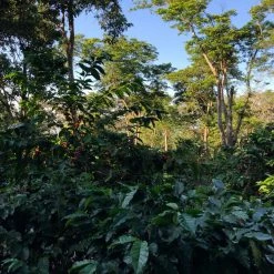 White Rose Coffee Roasters El Salvador Arabica Roasted Coffee 14 White Rose Coffee Roasters El Salvador Arabica Roasted Coffee