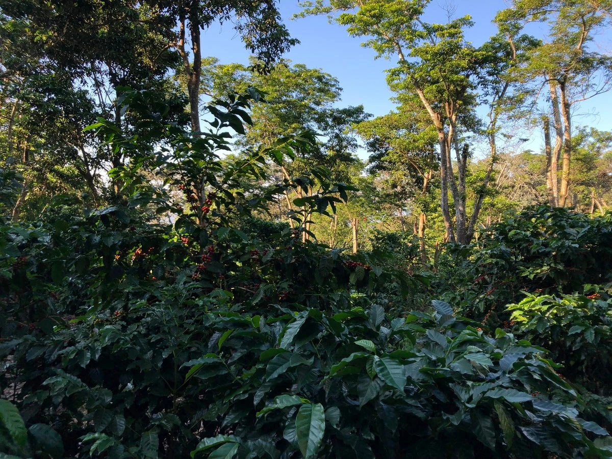 White Rose Coffee Roasters El Salvador Arabica Roasted Coffee 6 White Rose Coffee Roasters El Salvador Arabica Roasted Coffee