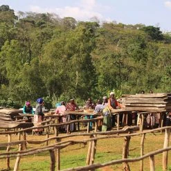 Pennine Ethiopian Yirgacheffe Natural Tadese Teko Arabica Green Coffee Beans (1kg)