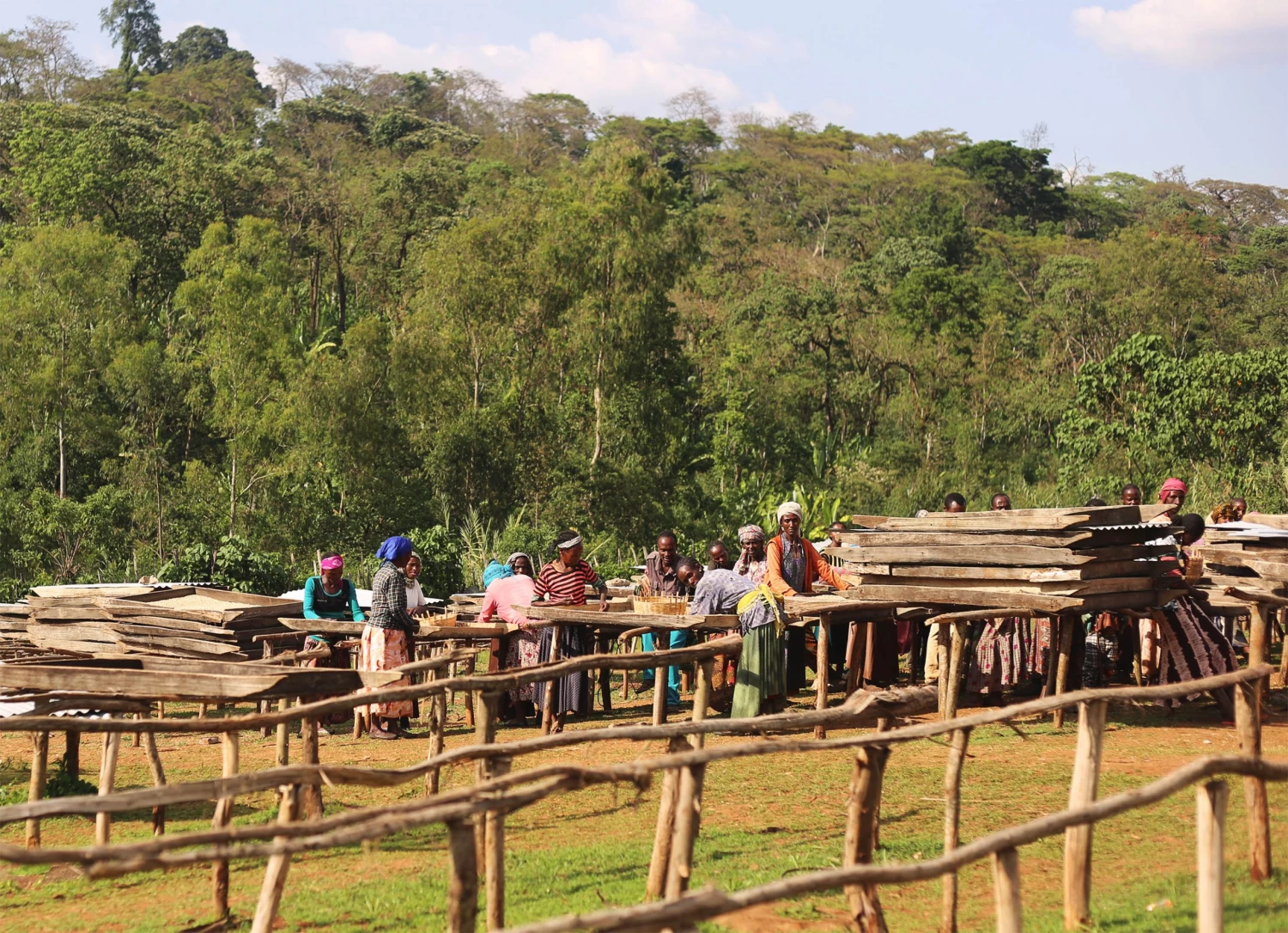 White Rose Coffee Roasters Ethiopian Yirgacheffe Natural Tadese Teko Arabica Roasted Coffee 7 White Rose Coffee Roasters Ethiopian Yirgacheffe Natural Tadese Teko Arabica Roasted Coffee