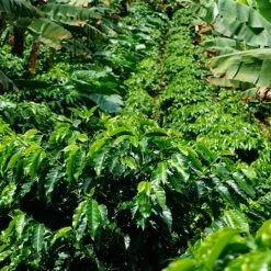 Pennine Tea And Coffee Costa Rica Washed Arabica Cafe Don Claudio Green Coffee Beans (1kg) 18 Pennine Tea And Coffee Costa Rica Washed Arabica Cafe Don Claudio Green Coffee Beans (1kg)