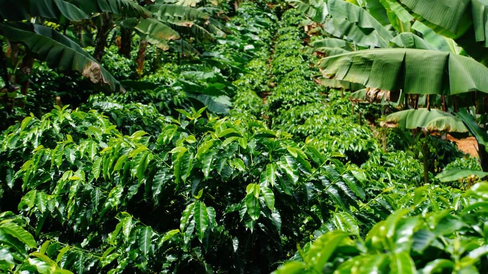 Pennine Tea And Coffee Costa Rica Washed Arabica Cafe Don Claudio Green Coffee Beans (1kg) 9 Pennine Tea And Coffee Costa Rica Washed Arabica Cafe Don Claudio Green Coffee Beans (1kg)