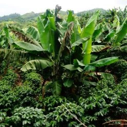 Pennine Tea And Coffee Costa Rica Washed Arabica Cafe Don Claudio Green Coffee Beans (1kg) 16 Pennine Tea And Coffee Costa Rica Washed Arabica Cafe Don Claudio Green Coffee Beans (1kg)