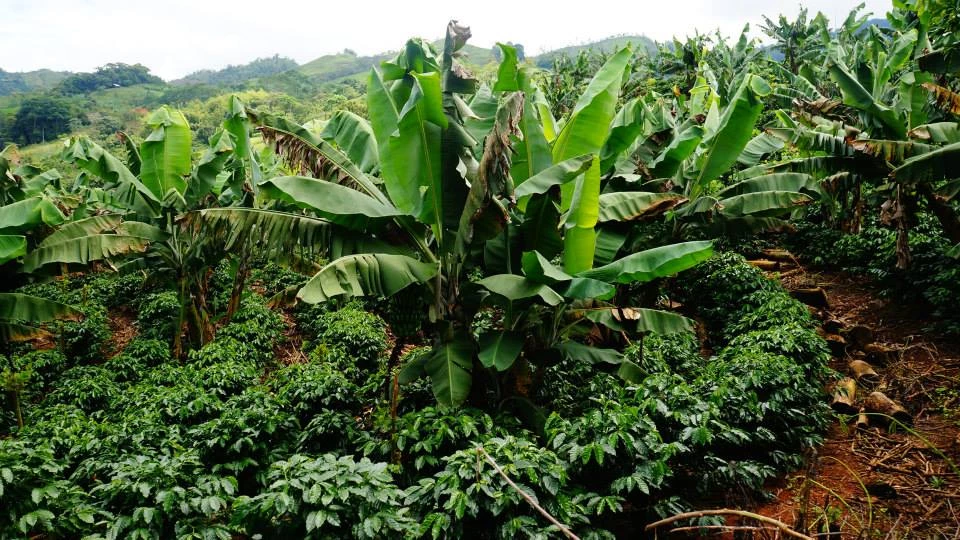 Pennine Tea And Coffee Costa Rica Washed Arabica Cafe Don Claudio Green Coffee Beans (1kg) 7 Pennine Tea And Coffee Costa Rica Washed Arabica Cafe Don Claudio Green Coffee Beans (1kg)