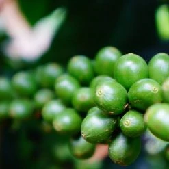 Pennine Tea And Coffee Costa Rica Washed Arabica Cafe Don Claudio Green Coffee Beans (1kg) 17 Pennine Tea And Coffee Costa Rica Washed Arabica Cafe Don Claudio Green Coffee Beans (1kg)