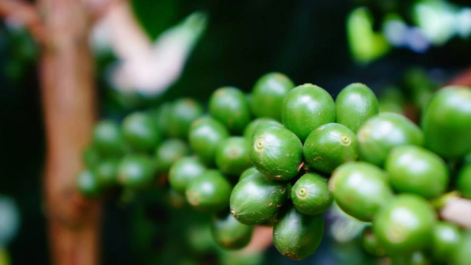 Pennine Tea And Coffee Costa Rica Washed Arabica Cafe Don Claudio Green Coffee Beans (1kg) 8 Pennine Tea And Coffee Costa Rica Washed Arabica Cafe Don Claudio Green Coffee Beans (1kg)