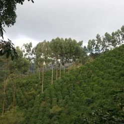 Pennine Colombian Munchique Los Tigres Washed Arabica Green Coffee Beans (1kg)