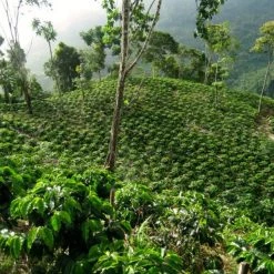 Pennine Peru Negrisa Washed Arabica Green Coffee Beans (1kg)