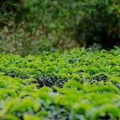 Pennine Nicaragua El Rocio Washed Arabica Green Coffee Beans (1kg)