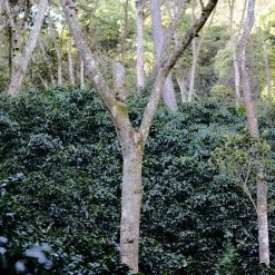 Pennine Nicaragua El Rocio Washed Arabica Green Coffee Beans (1kg)