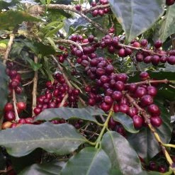 Pennine Nicaragua La Tormenta Washed Arabica Green Coffee Beans (1kg)