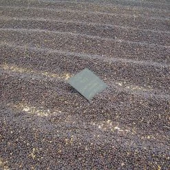 White Rose Coffee Roasters El Salvador Arabica Roasted Coffee 18 White Rose Coffee Roasters El Salvador Arabica Roasted Coffee