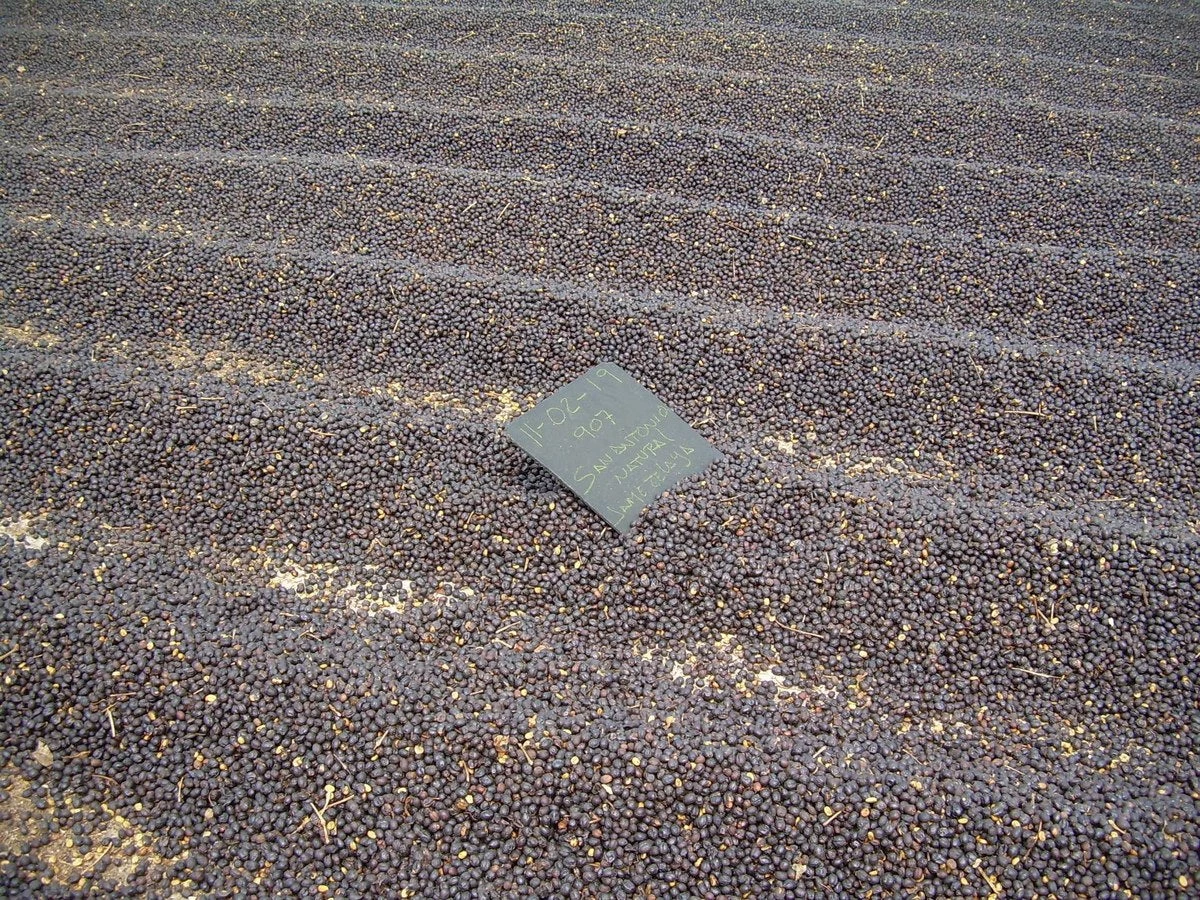 White Rose Coffee Roasters El Salvador Arabica Roasted Coffee 10 White Rose Coffee Roasters El Salvador Arabica Roasted Coffee