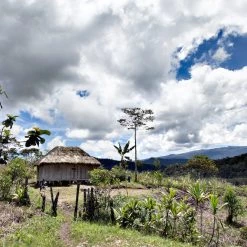 White Rose Coffee Roasters Papua New Guinea Arabica Roasted Coffee