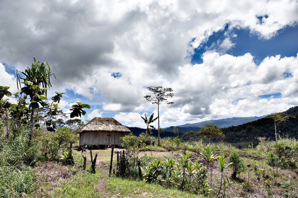 Pennine Papua New Guinea Peaberry Arabica Green Coffee Beans (1kg) 7 Pennine Papua New Guinea Peaberry Arabica Green Coffee Beans (1kg)