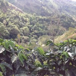 Pennine Tea And Coffee Costa Rica Washed Arabica Cafe Don Claudio Green Coffee Beans (1kg) 19 Pennine Tea And Coffee Costa Rica Washed Arabica Cafe Don Claudio Green Coffee Beans (1kg)