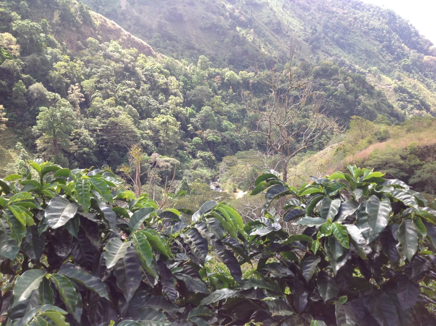 Pennine Tea And Coffee Costa Rica Washed Arabica Cafe Don Claudio Green Coffee Beans (1kg) 10 Pennine Tea And Coffee Costa Rica Washed Arabica Cafe Don Claudio Green Coffee Beans (1kg)