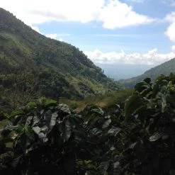 Pennine Tea And Coffee Costa Rica Washed Arabica Cafe Don Claudio Green Coffee Beans (1kg) 20 Pennine Tea And Coffee Costa Rica Washed Arabica Cafe Don Claudio Green Coffee Beans (1kg)