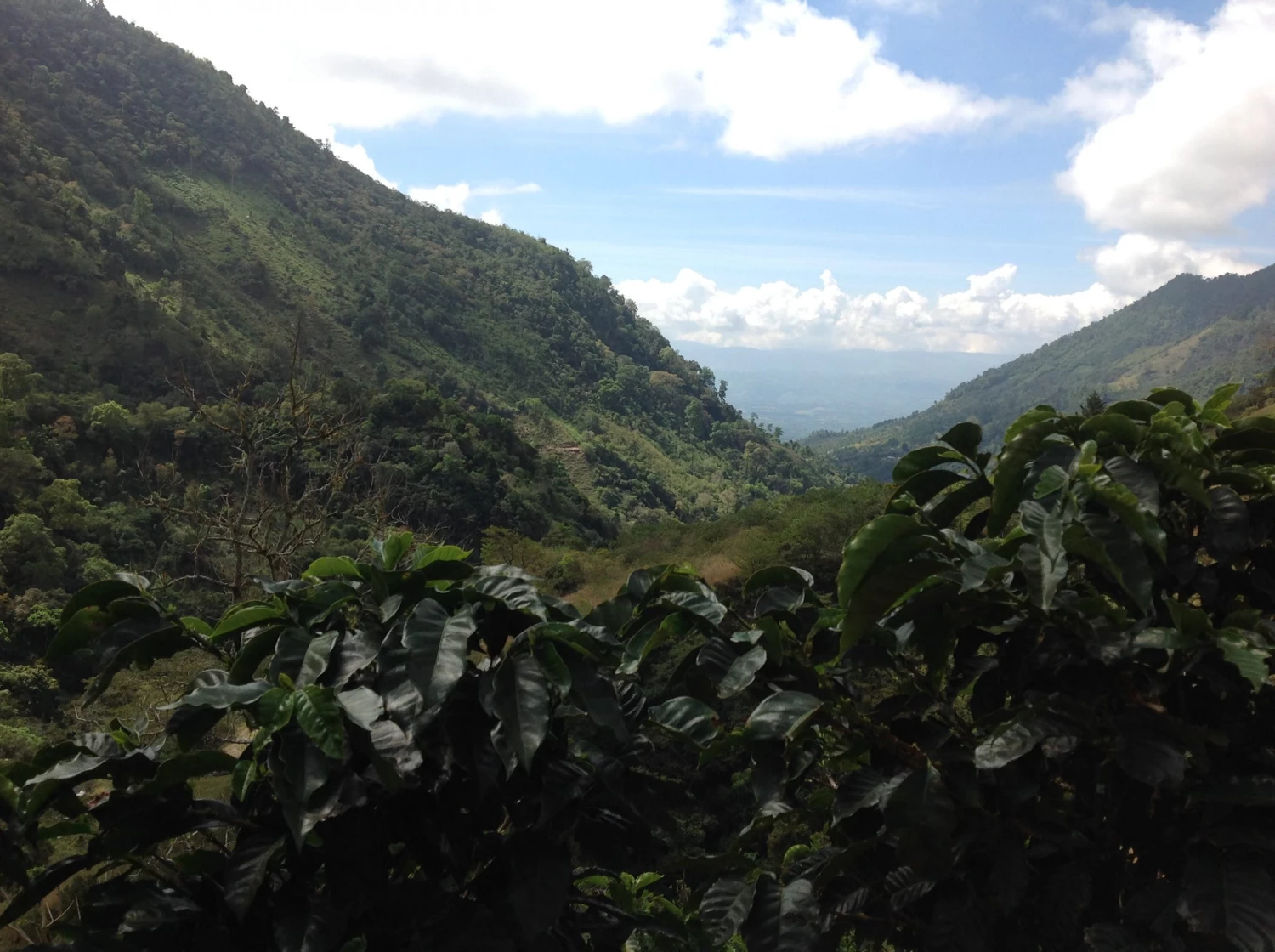 Pennine Tea And Coffee Costa Rica Washed Arabica Cafe Don Claudio Green Coffee Beans (1kg) 11 Pennine Tea And Coffee Costa Rica Washed Arabica Cafe Don Claudio Green Coffee Beans (1kg)