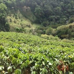 Pennine Tea And Coffee Costa Rica Washed Arabica Cafe Don Claudio Green Coffee Beans (1kg)