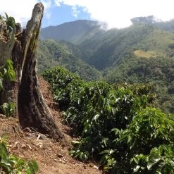 Pennine Tea And Coffee Costa Rica Washed Arabica Cafe Don Claudio Green Coffee Beans (1kg) 21 Pennine Tea And Coffee Costa Rica Washed Arabica Cafe Don Claudio Green Coffee Beans (1kg)