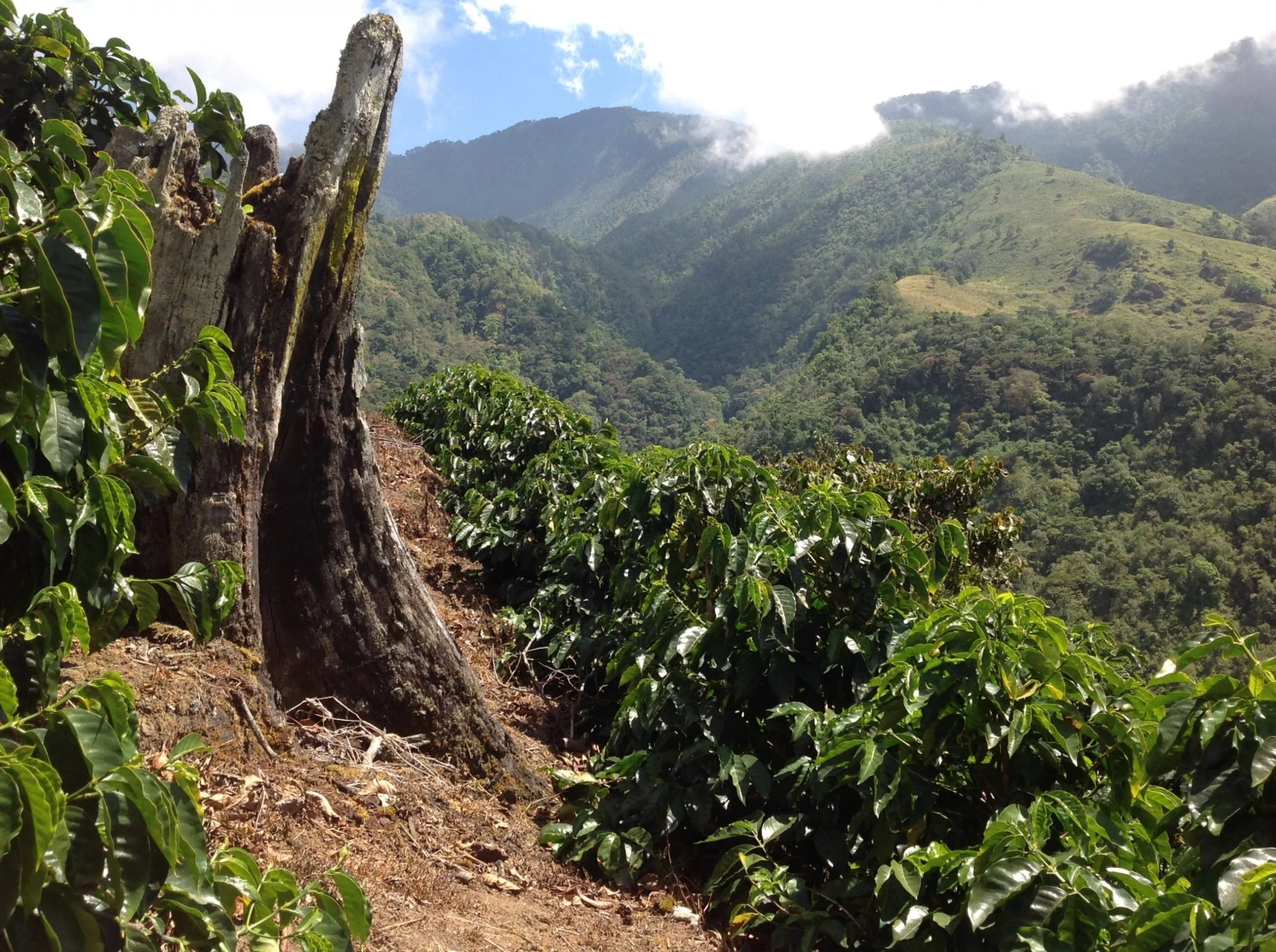 Pennine Tea And Coffee Costa Rica Washed Arabica Cafe Don Claudio Green Coffee Beans (1kg) 12 Pennine Tea And Coffee Costa Rica Washed Arabica Cafe Don Claudio Green Coffee Beans (1kg)