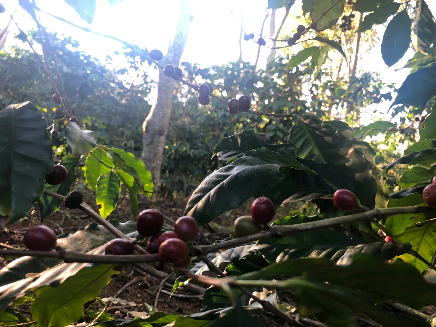 Pennine Brazil Peaberry Fazenda Inhame Arabica Green Coffee Beans (1kg) 8 Pennine Brazil Peaberry Fazenda Inhame Arabica Green Coffee Beans (1kg)