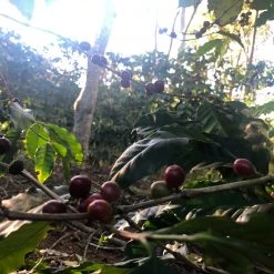 Pennine Brazil Controlled Fermentation Fazenda Inhame Arabica Green Coffee Beans (1kg)