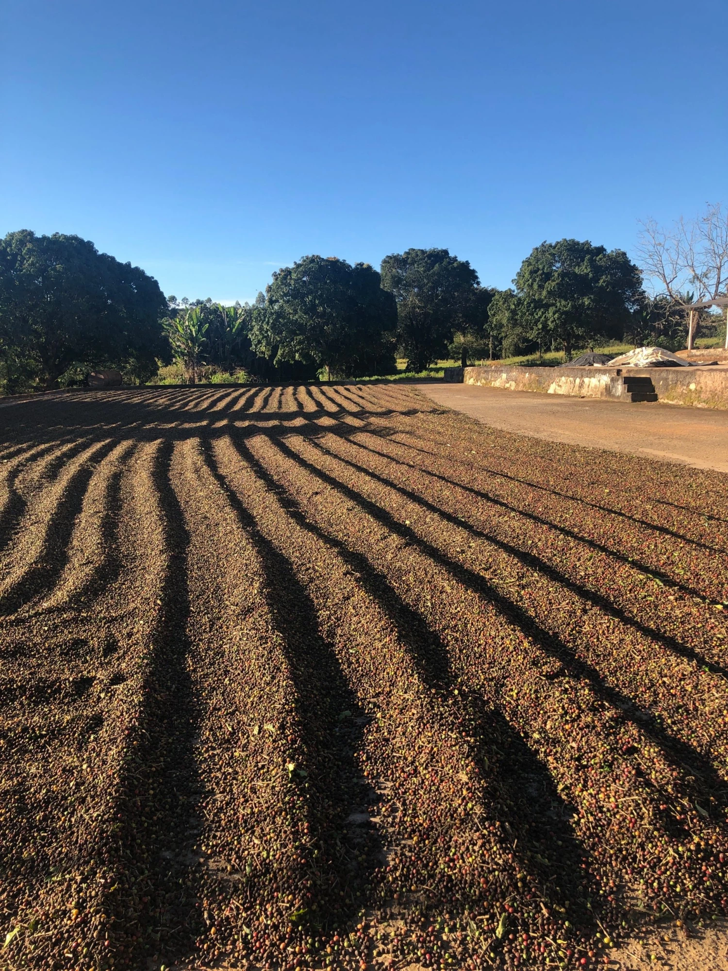 Pennine Tea And Coffee Peru BluePrint Enrique Vasquez Zamora Washed Arabica Green Coffee Beans (1kg) 7 Pennine Tea And Coffee Peru BluePrint Enrique Vasquez Zamora Washed Arabica Green Coffee Beans (1kg)