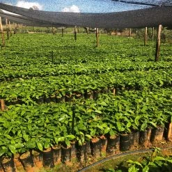 Pennine Brazil Controlled Fermentation Fazenda Inhame Arabica Green Coffee Beans (1kg)