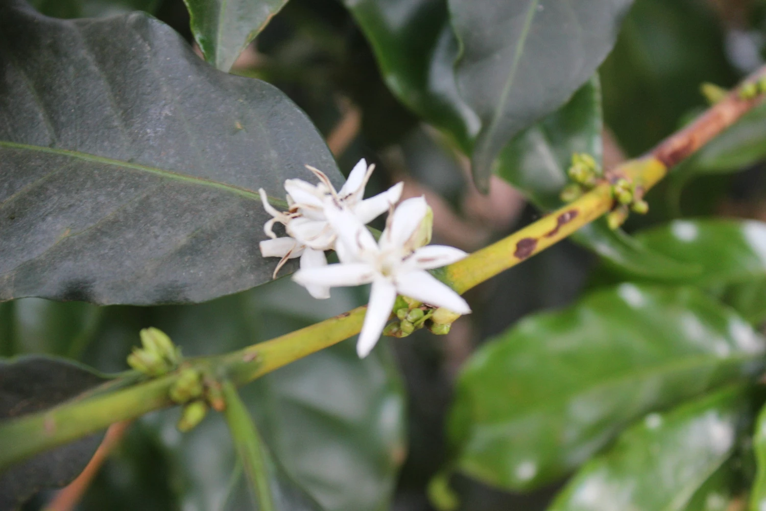 Pennine Kenya AA Acacias Arabica Washed Green Coffee Beans (1kg) 6 Pennine Kenya AA Acacias Arabica Washed Green Coffee Beans (1kg)