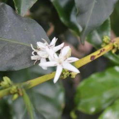 Pennine Kenya AA Blue Mountain Arabica Washed Green Coffee Beans (1kg)