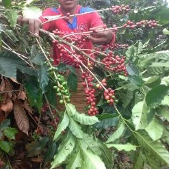 Pennine Tea And Coffee Mexico Maragogype Washed Arabica Green Coffee Beans (1kg)