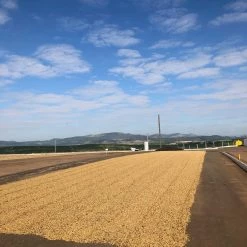 Pennine Brazil Santos NY 2 3 17 18 Arabica Green Coffee Beans (1kg)