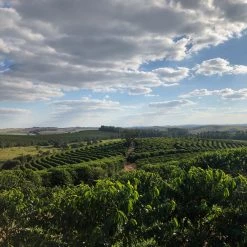 Pennine Honduras SHG Miguel Angel Paz Natural Arabica Green Coffee Beans (1kg)