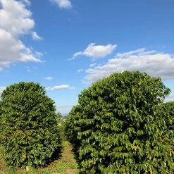 Pennine Brazillian Yellow Bourbon Pulped Natural Arabica Fazenda Do Lobo Green Coffee Beans (1kg)