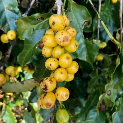 Pennine Brazillian Yellow Bourbon Pulped Natural Arabica Fazenda Do Lobo Green Coffee Beans (1kg)