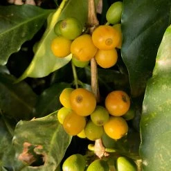 Pennine Brazillian Yellow Bourbon Pulped Natural Arabica Fazenda Do Lobo Green Coffee Beans (1kg)